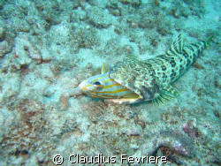 Sand Diver by Claudius Fevriere 